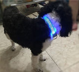 LED Dog Collar, Blue Leopard Print Dog Collar, Dog Collar