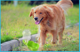 On-The-Go Dispensing Water Bottle For Pets - Choose from 2 Sizes & 3 Colors