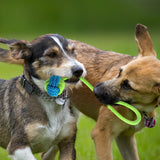 Tug-of-War and Pulling Toys for Dogs - Choose from 7 Types